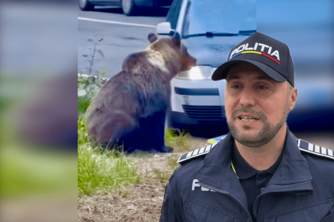 Incidentul Șocant cu Ursul și Reacția Poliției Argeș